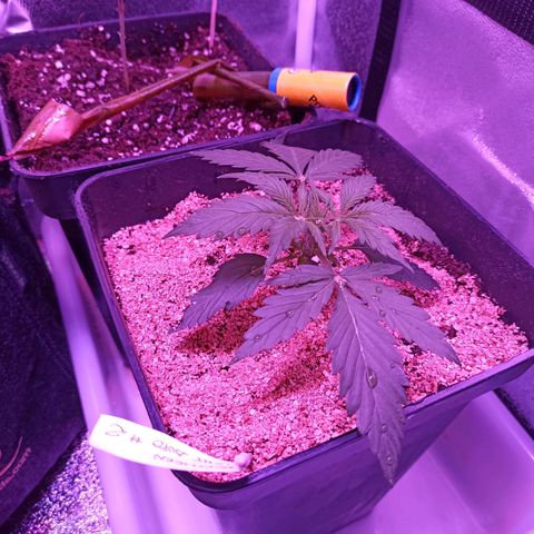 North #2 growlog timeline photo