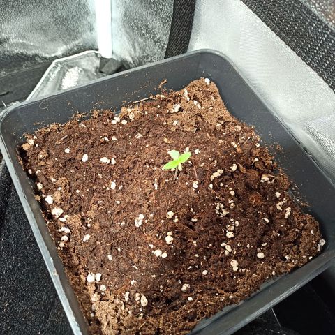 Critical Auto #1 growlog timeline photo