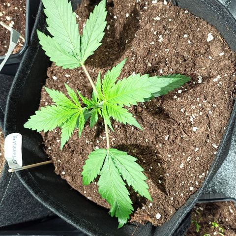 Euphoria #1 growlog timeline photo