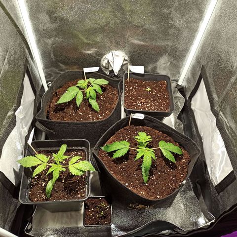 Euphoria #1 growlog timeline photo