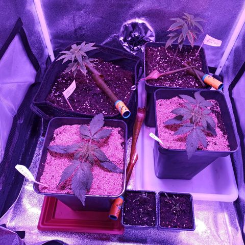 North #2 growlog timeline photo