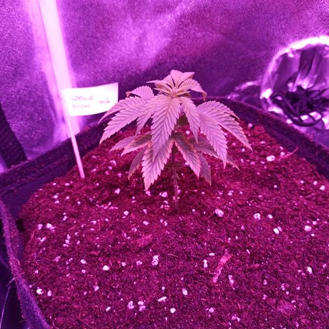 Cookie Kush #1 growlog timeline photo