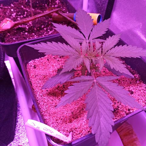 North #2 growlog timeline photo