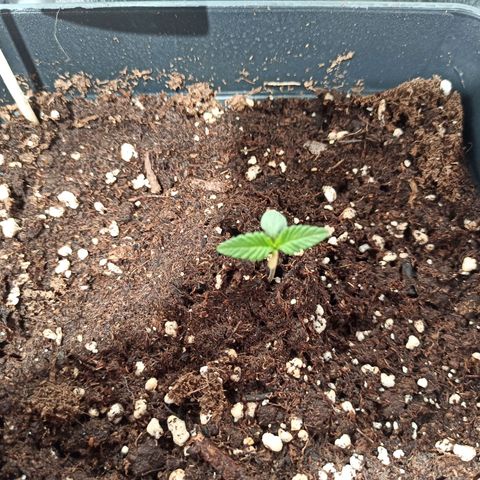 Critical Auto #1 growlog timeline photo