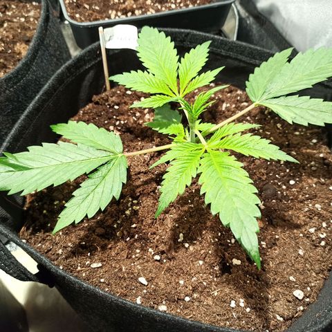 Euphoria #1 growlog timeline photo
