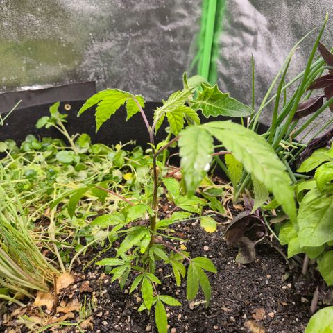 Liz growlog photo: Podei bem as plantas do vaso e reguei com 6 litros. Começou a escorrer nos primeiros 4 por baixo do vaso. Analisar a umidade da terra e ajustar a rega eventualmente se necessário, talvez deixando ela descansar mais um dia