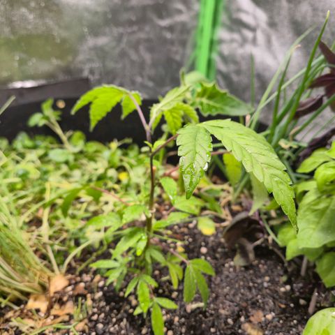 Liz growlog photo: Podei bem as plantas do vaso e reguei com 6 litros. Começou a escorrer nos primeiros 4 por baixo do vaso. Analisar a umidade da terra e ajustar a rega eventualmente se necessário, talvez deixando ela descansar mais um dia