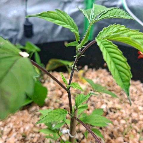 Liz growlog timeline photo