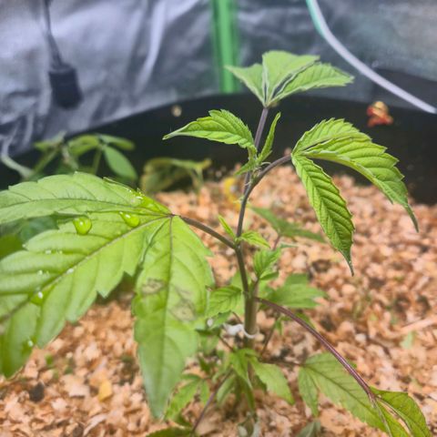 Liz growlog timeline photo