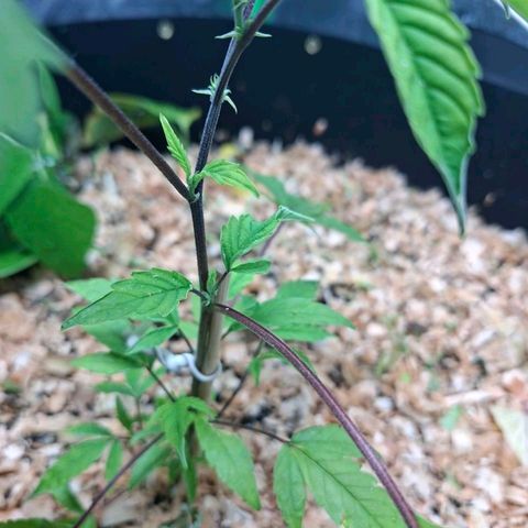 Liz growlog timeline photo