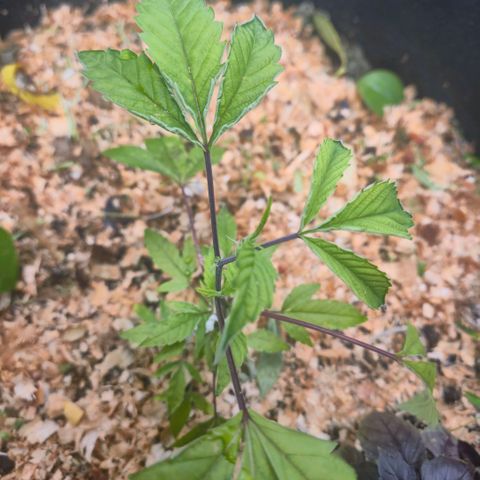 Liz growlog timeline photo