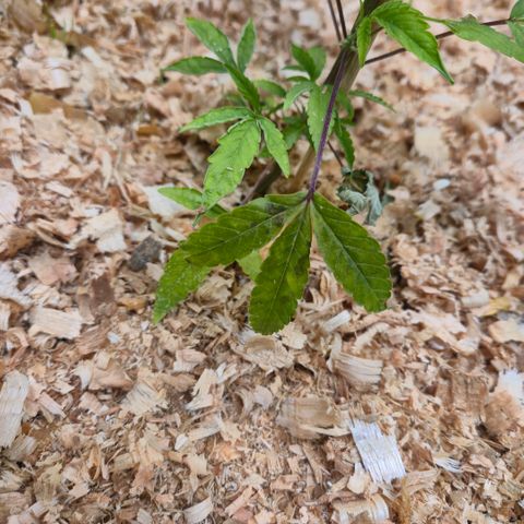 Liz growlog photo: Tem umas manchas estranhas, estou tentando entender o que pode ser
