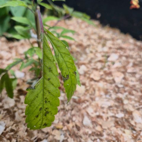 Liz growlog photo: Tem umas manchas estranhas, estou tentando entender o que pode ser