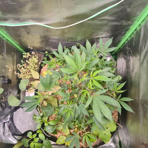 Liz growlog timeline photo