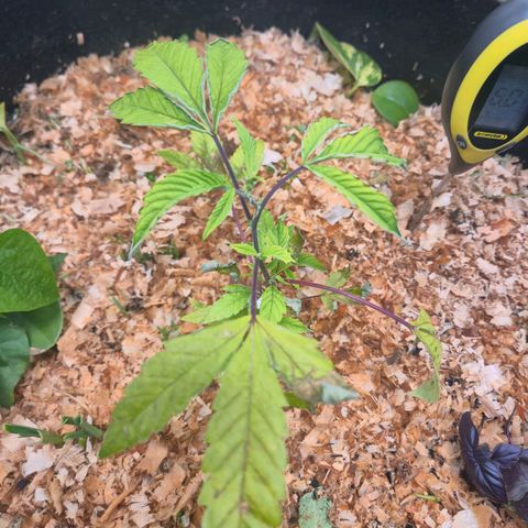 Liz growlog timeline photo