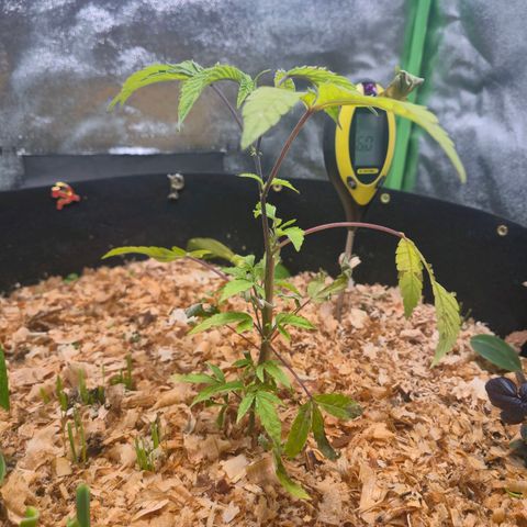 Liz growlog timeline photo