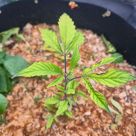 Liz growlog timeline photo