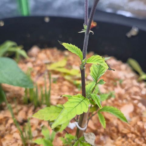Liz growlog timeline photo