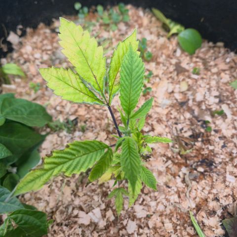 Liz growlog photo: Começou a surgir um broto saudável