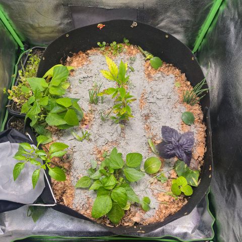 Liz growlog photo: Terra fertilizada e aplicado o suprassumo