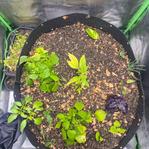 Liz growlog photo: Terra fertilizada e aplicado o suprassumo