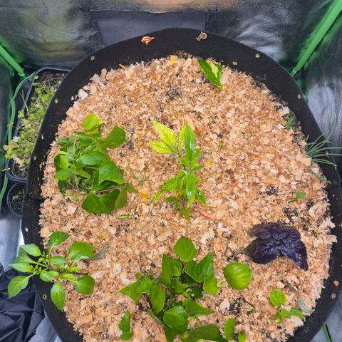 Liz growlog photo: Terra fertilizada e aplicado o suprassumo