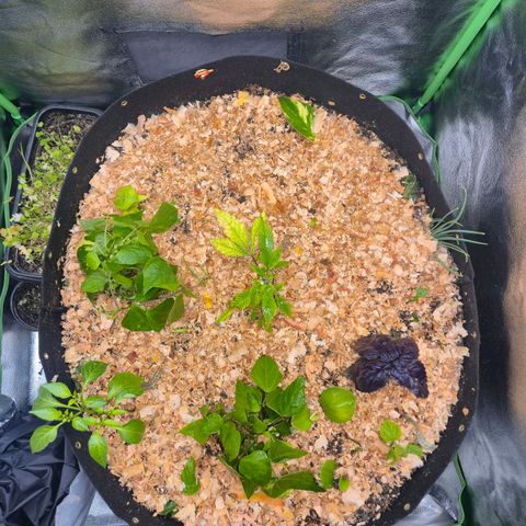 Liz growlog photo: Terra fertilizada e aplicado o suprassumo
