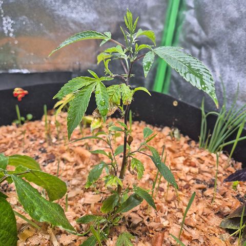 Liz growlog timeline photo