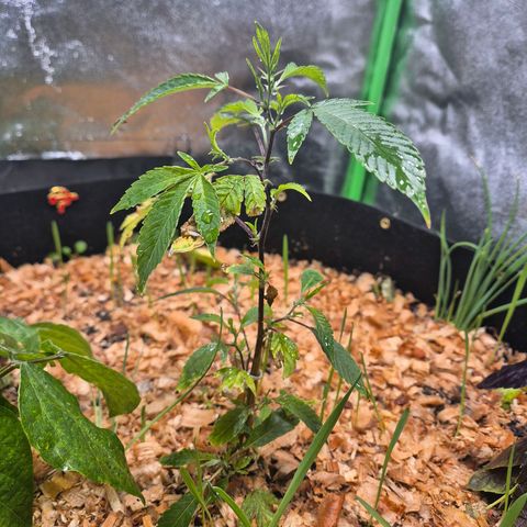 Liz growlog timeline photo