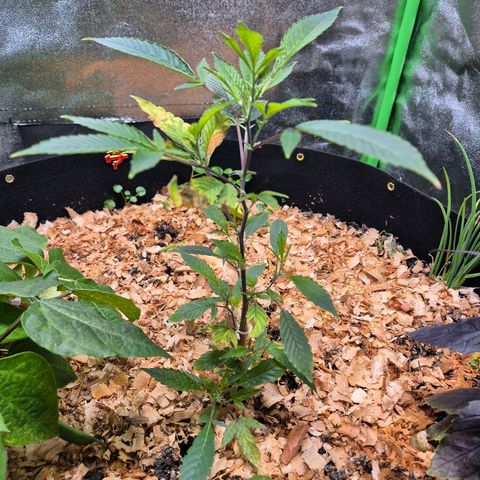 Liz growlog photo: Momento em que ela começou a crescer bastante