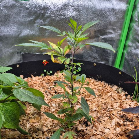 Liz growlog photo: Momento em que ela começou a crescer bastante