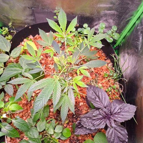 Liz growlog timeline photo