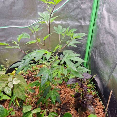 Liz growlog timeline photo