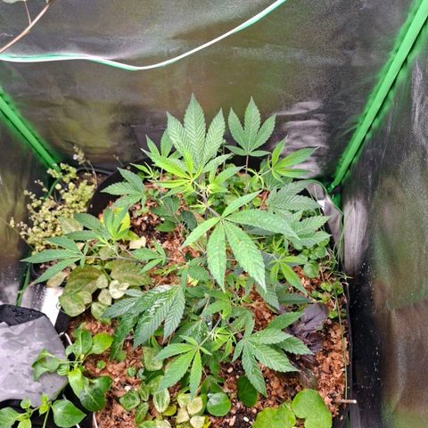 Liz growlog timeline photo