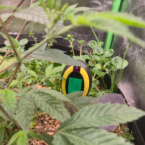 Liz growlog photo: pH cravado em 6.5