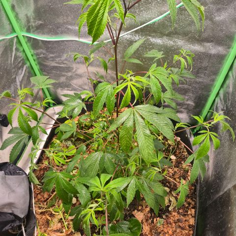 Liz growlog photo: Rega foliar com EM5, tirei quase todas as pragas. Vou repetir em 3 dias