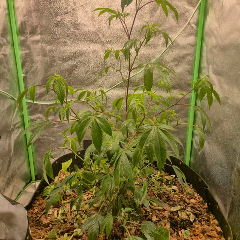 Liz growlog photo: Rega foliar com EM5, tirei quase todas as pragas. Vou repetir em 3 dias