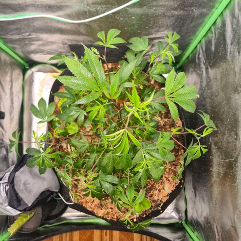 Liz growlog photo: Rega foliar com EM5, tirei quase todas as pragas. Vou repetir em 3 dias