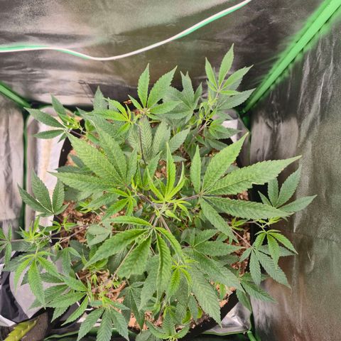 Liz growlog photo: Depois que ela descansou da rega foliar, a maior parte da praga se foi