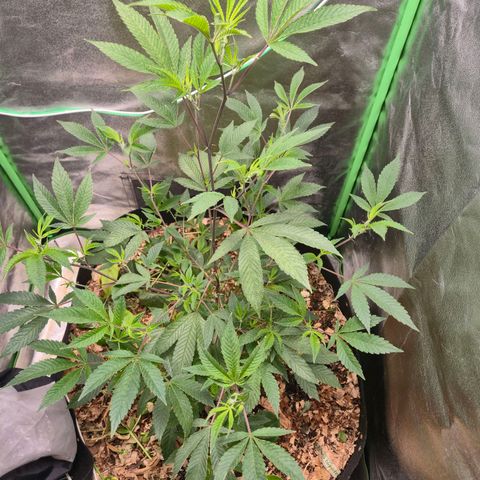 Liz growlog photo: Depois que ela descansou da rega foliar, a maior parte da praga se foi