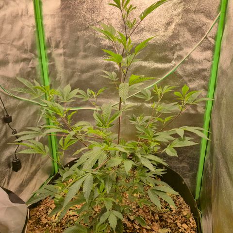 Liz growlog photo: Depois que ela descansou da rega foliar, a maior parte da praga se foi