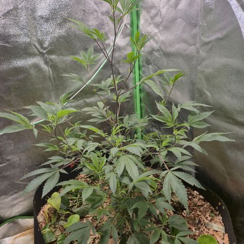 Liz growlog photo: Depois que ela descansou da rega foliar, a maior parte da praga se foi