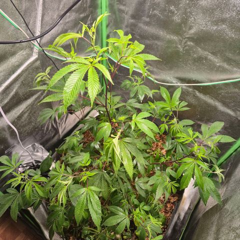 Liz growlog photo: Após rega foliar de 1 litro com EM5