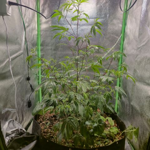 Liz growlog photo: Após rega foliar de 1 litro com EM5