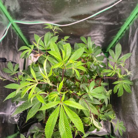 Liz growlog photo: Após rega foliar de 1 litro com EM5