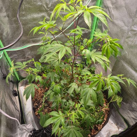 Liz growlog photo: Após rega foliar de 1 litro com EM5