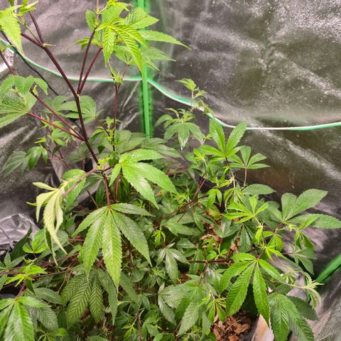 Liz growlog photo: Após rega foliar de 1 litro com EM5