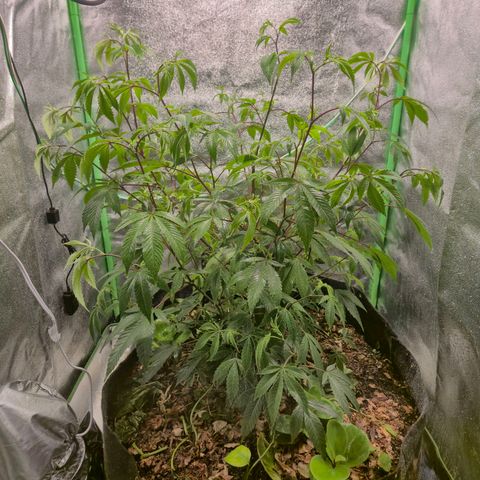 Liz growlog photo: Fotos após a rega foliar e primeira poda
