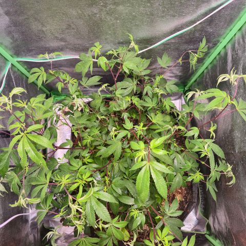 Liz growlog photo: Fotos após a rega foliar e primeira poda