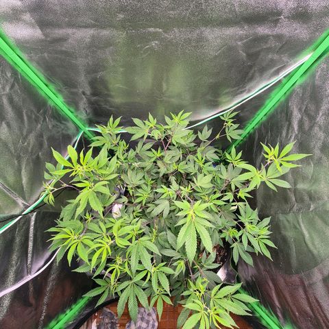 Liz growlog photo: Depois que secaram as folhas, pós poda